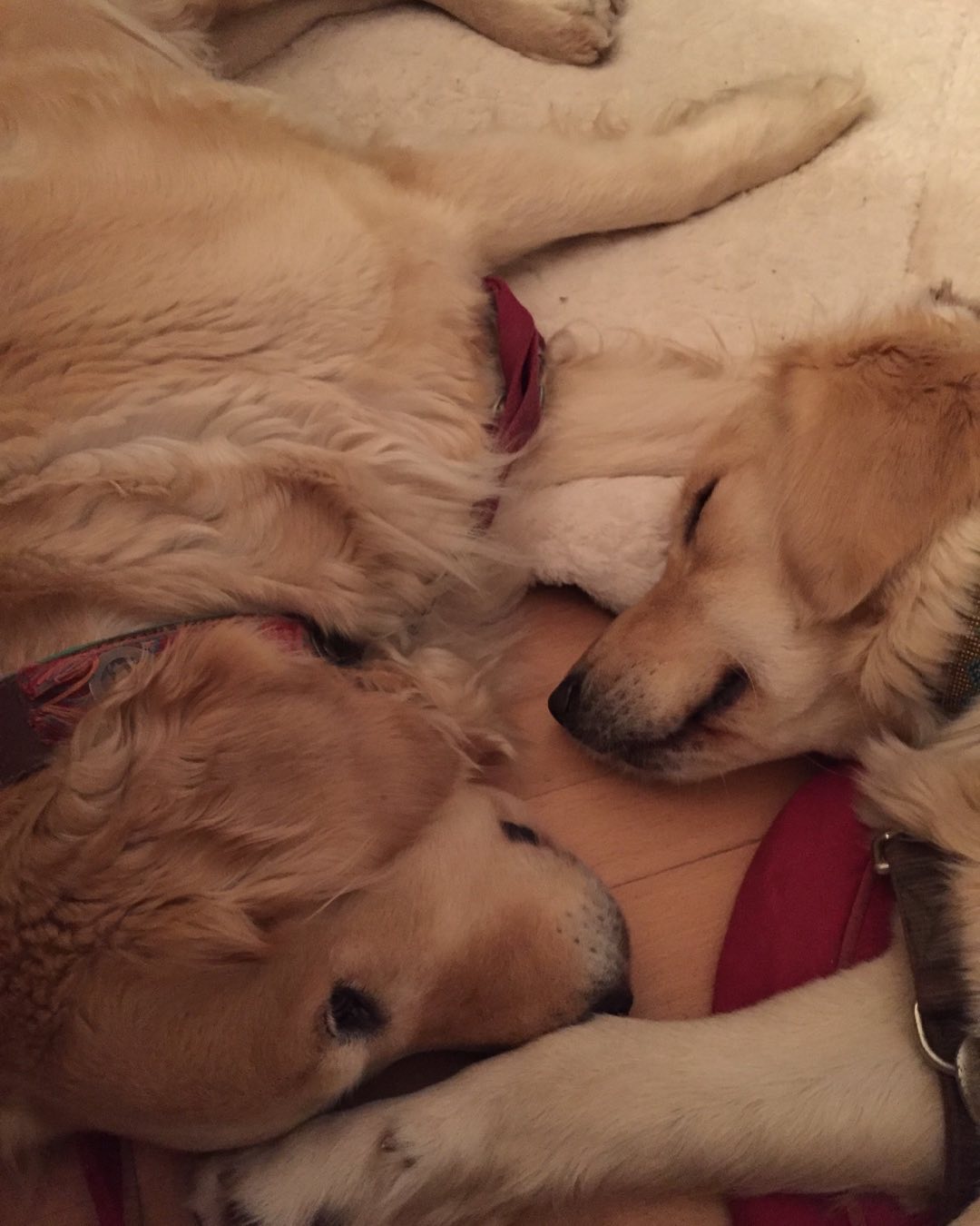 Zwei Golden Retriever, Lotta und Kona, liegen aneinandergeschmiegt und schlafen.